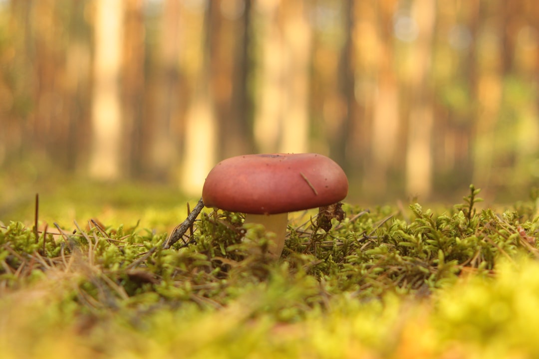 Champignon orange lumineux sur bois