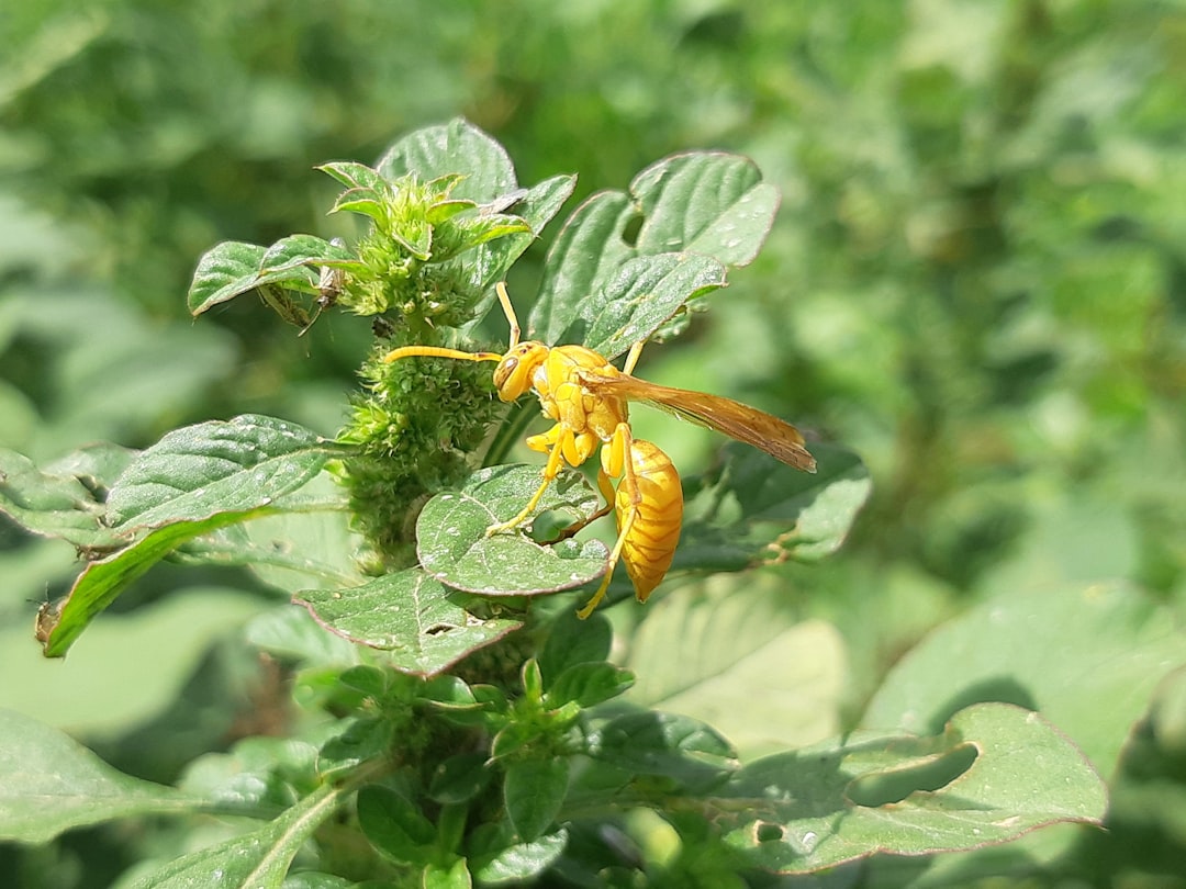 Glyphosate pour le désherbage des cultures agricoles efficace