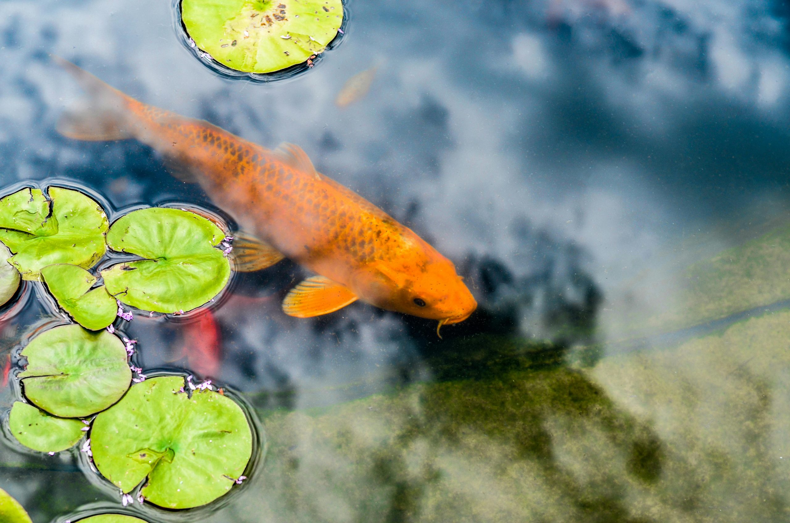 Orange koi nageant avec grâce parmi des nénuphars verts vifs dans une eau claire.