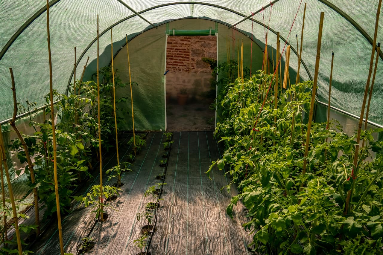 serre tunnel pour le potager