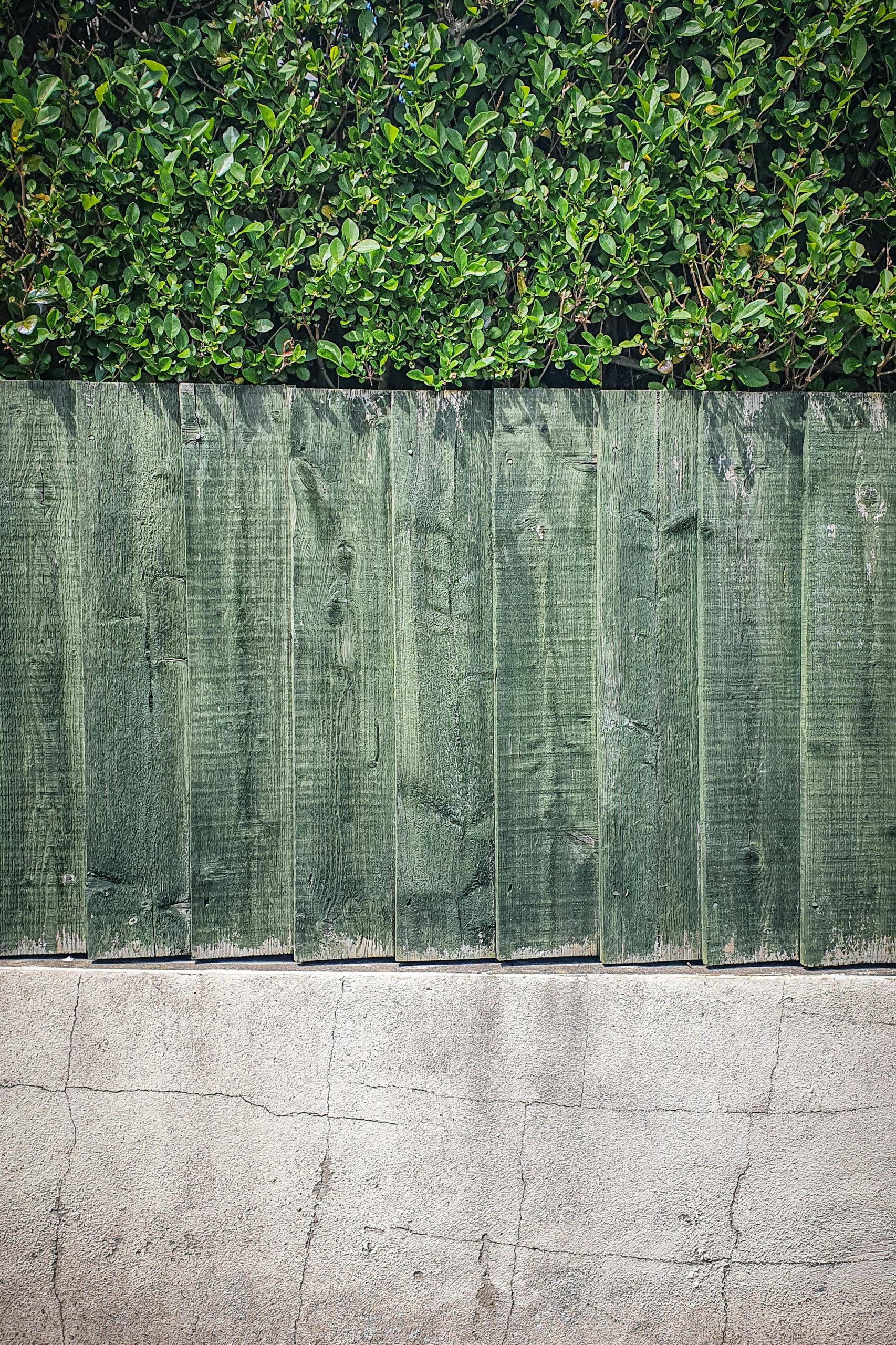 Un plan vertical d'une clôture en bois vert surmontée d'un feuillage luxuriant.