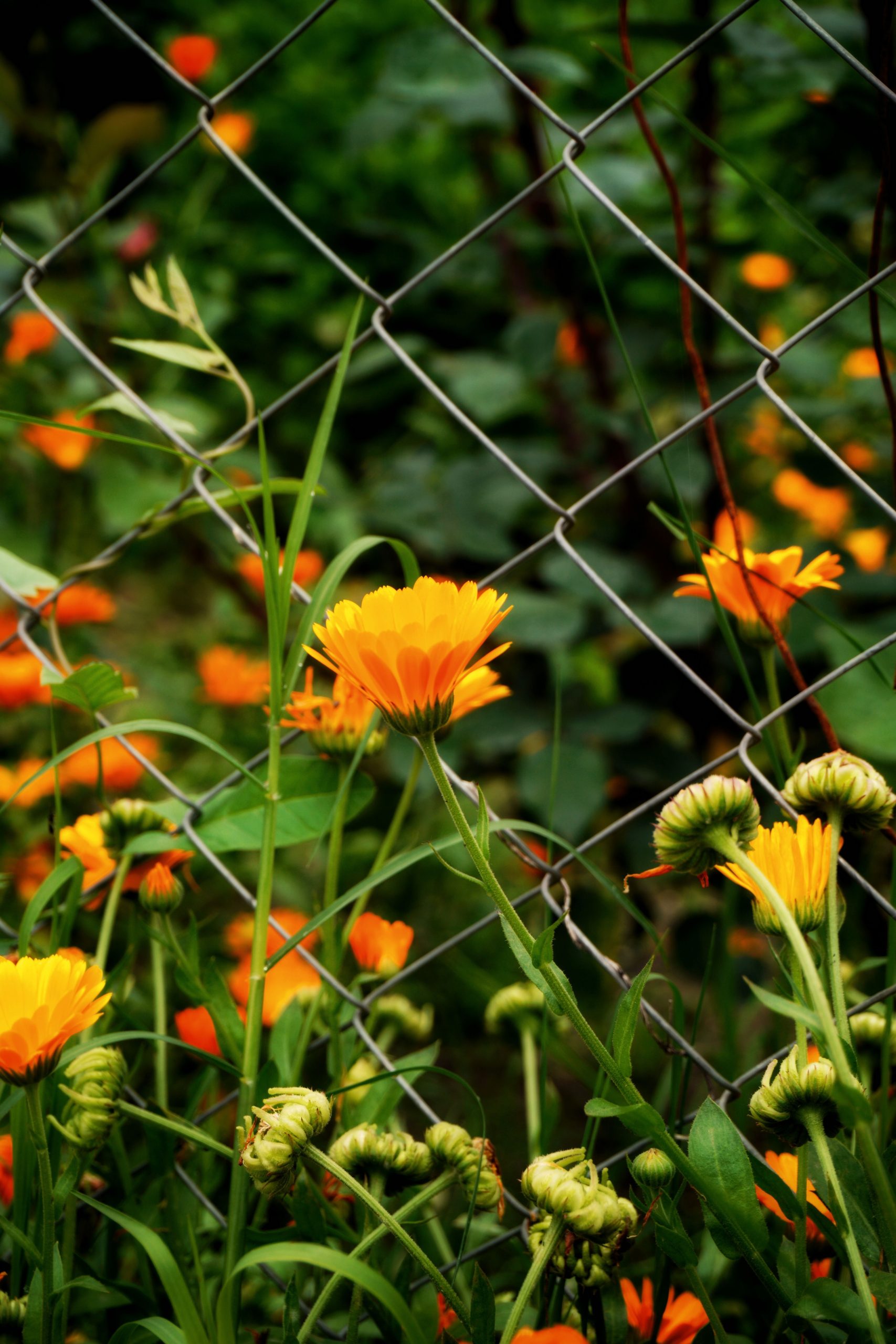 Clôture jardin économique solution pas cher