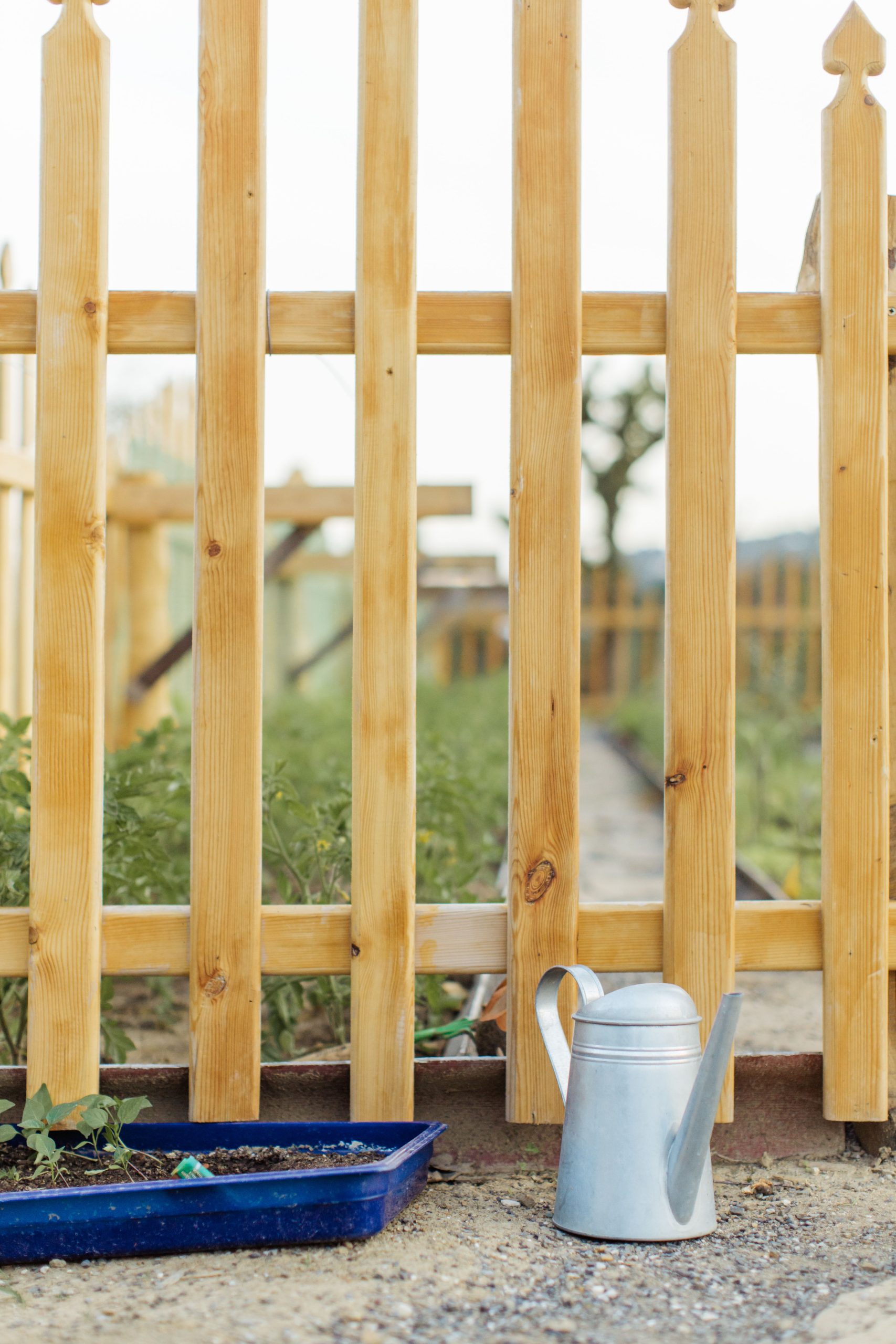 A serene garden scene with a wooden fence and metal watering can, perfect for gardening themes. Une scène de jardin sereine avec une clôture en bois et un arrosoir métallique, parfaite pour les thèmes de jardinage.
