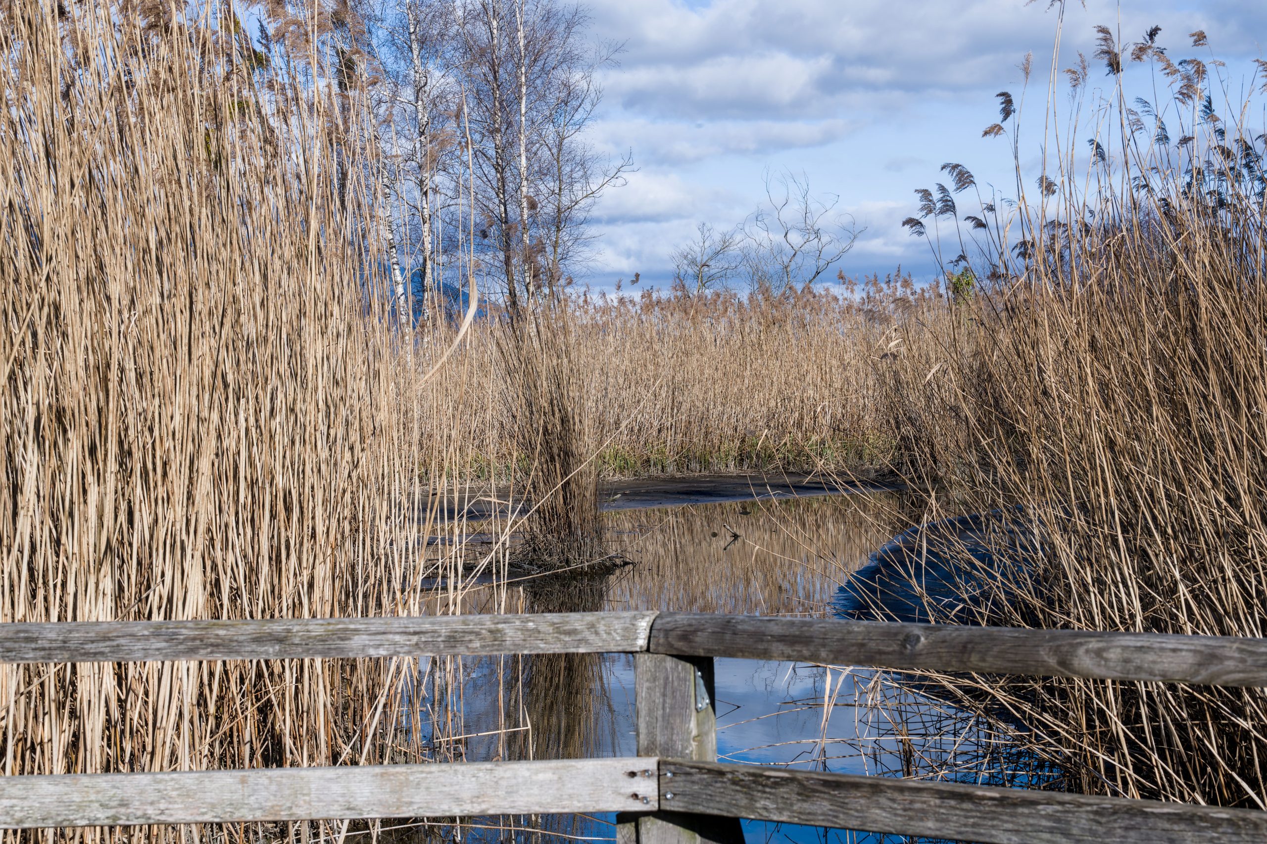 Scène tranquille d'un marais avec de grandes roseaux et une clôture en bois rustique sous un ciel dégagé.