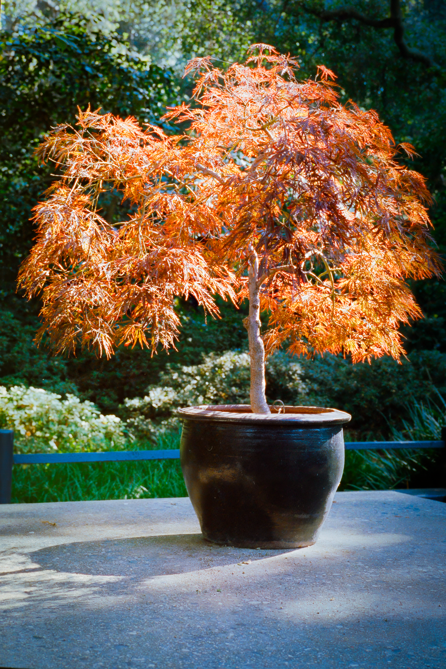A sunlit Japanese maple tree in a clay pot, set in a vibrant garden. Un érable japonais ensoleillé dans un pot en argile, installé dans un jardin vibrant.