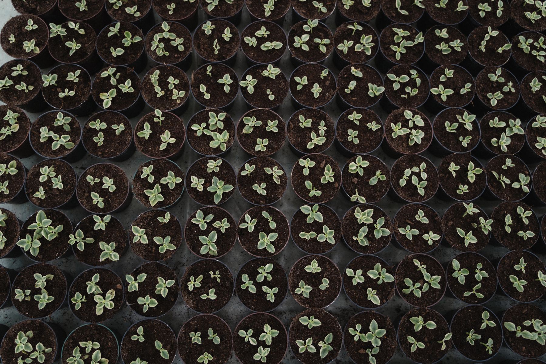 Jeunes plants en godets sous serre en mars