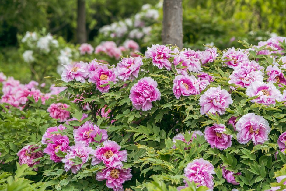 Arbuste de pivoines roses dans un jardin abrité
