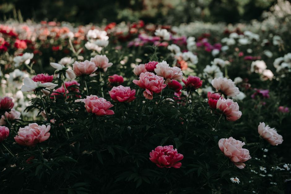 Massif de pivoines roses et blanches en plein soleil