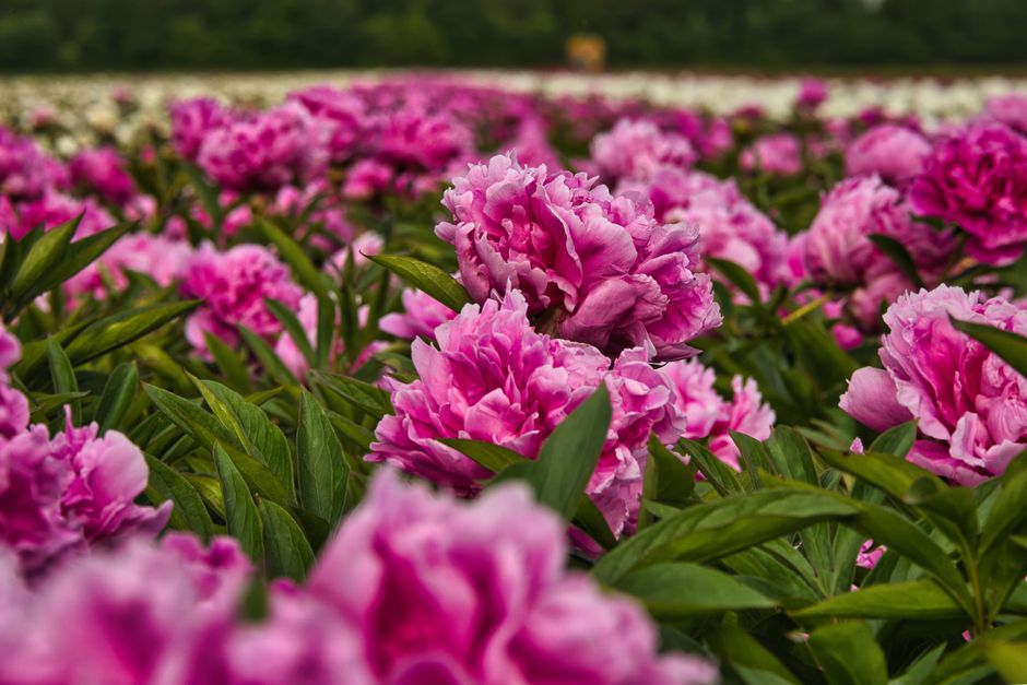 Rangée de pivoines roses plantées en pleine terre