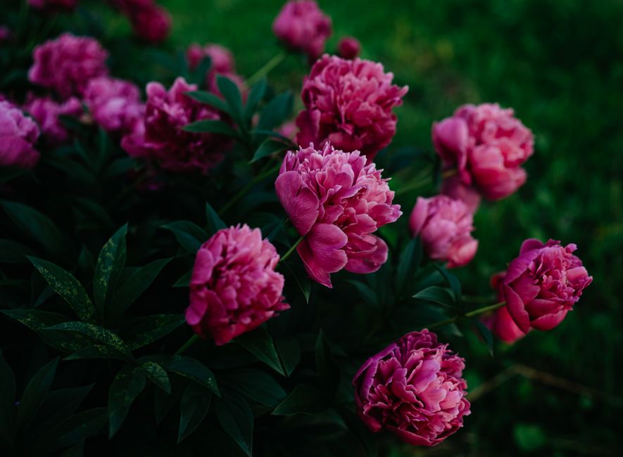 Touffe de pivoines roses avec feuillage vert dense