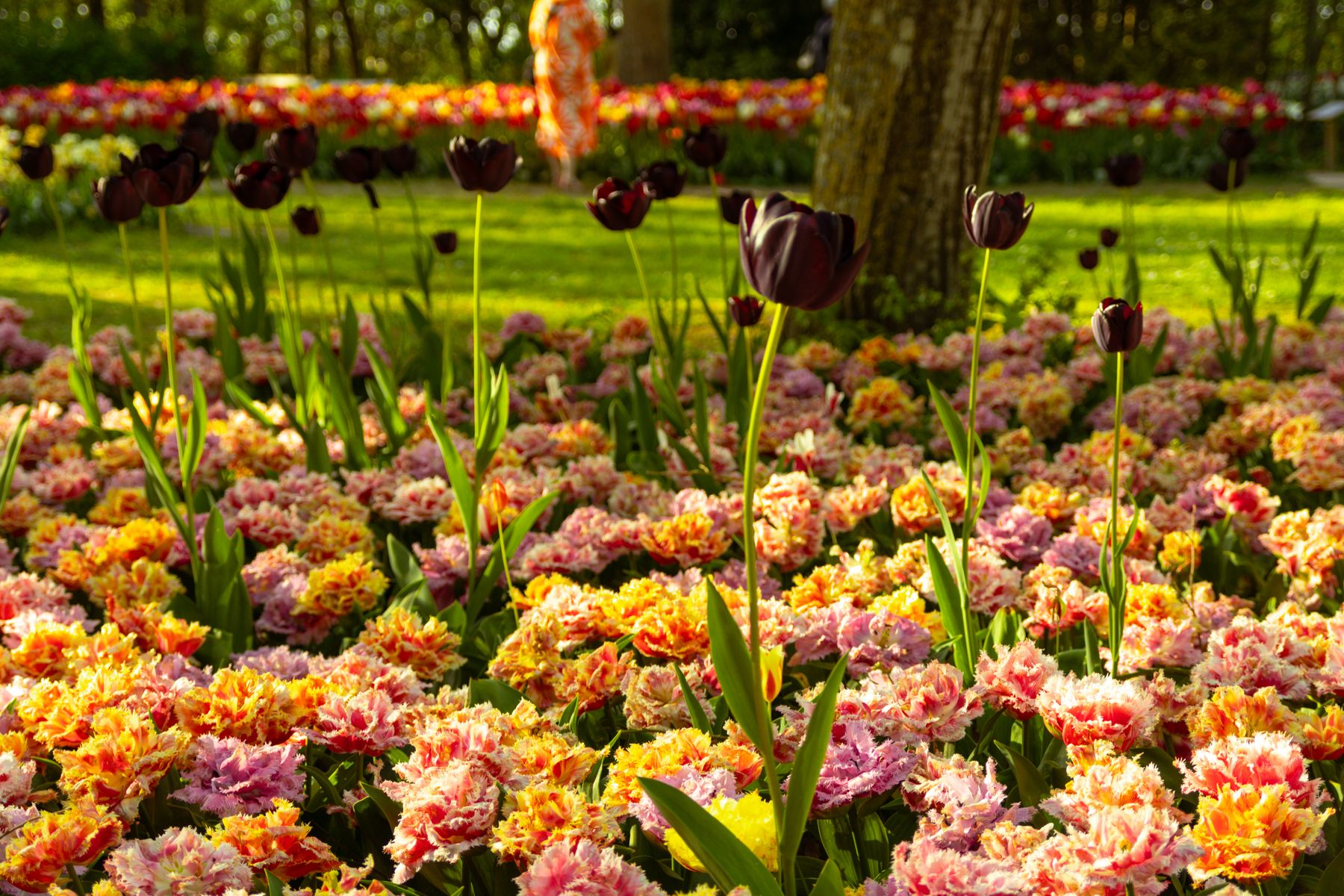 Plantation de bulbes de fleurs au jardin