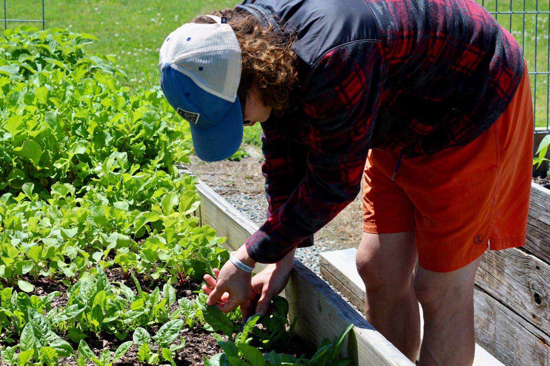 Semis de printemps dans un jardin potager