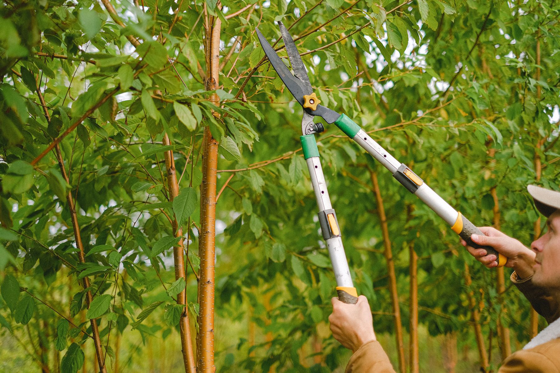 Tailler un arbre fruitier au printemps